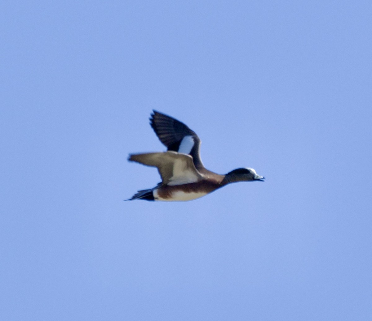 American Wigeon - ML646218091