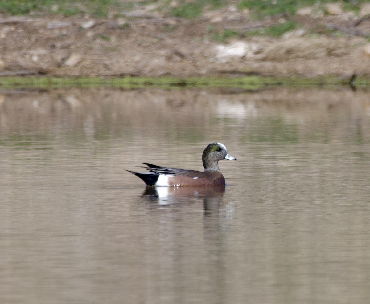 American Wigeon - ML646218092