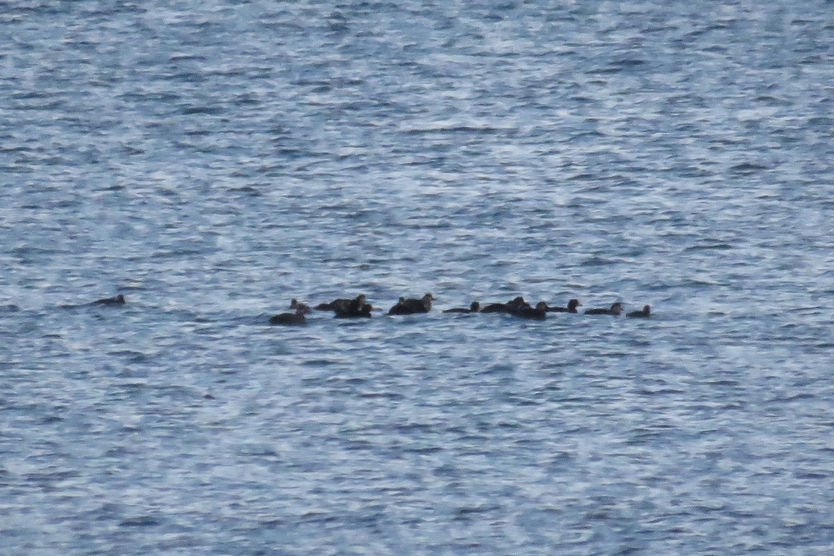 Ahatebeltz amerikarra - ML646218094