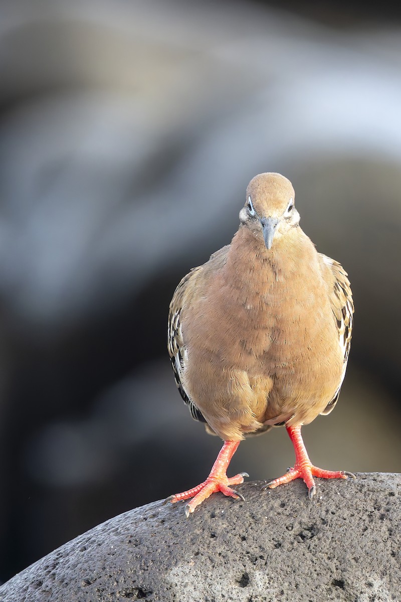 Galapagos Dove - ML646218097