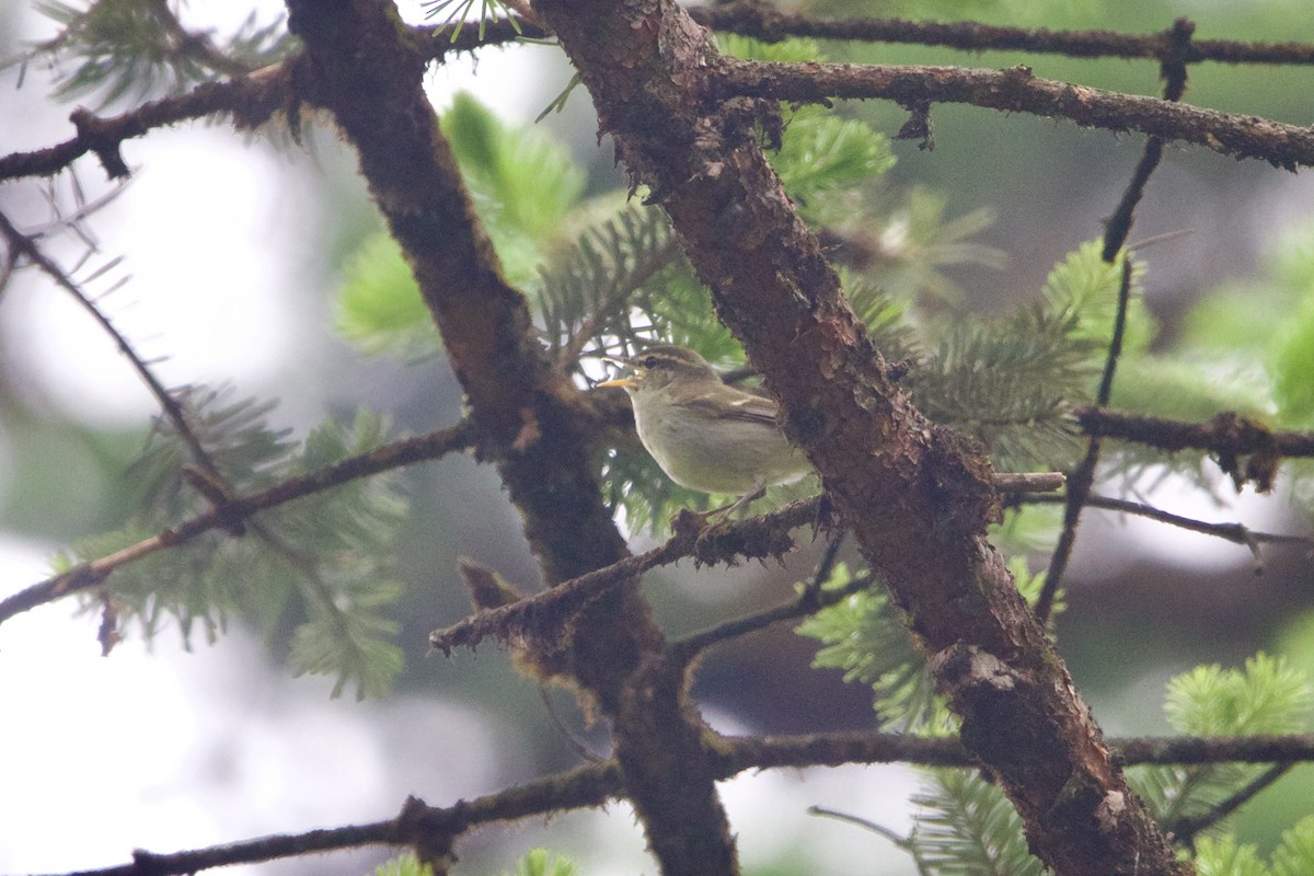 Phylloscopus sp. - ML646218101