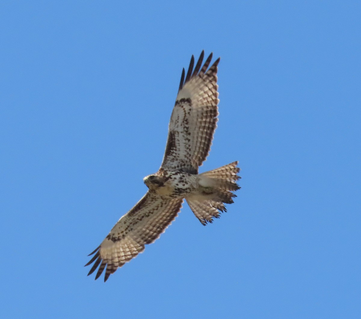 Red-tailed Hawk - ML646218103