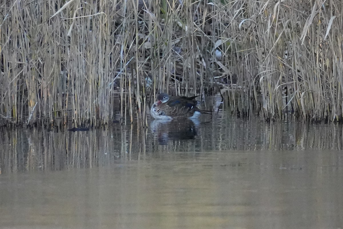 Мандаринка - ML646218104