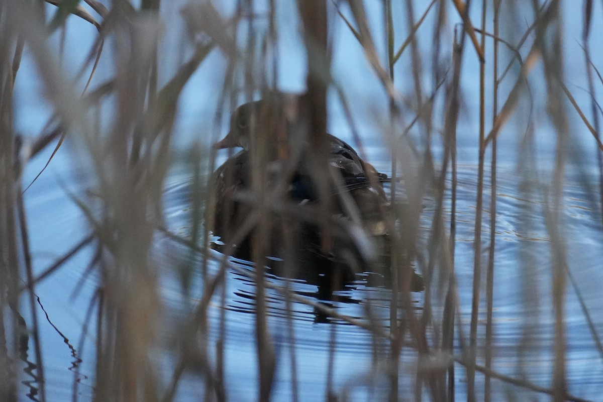 Мандаринка - ML646218105