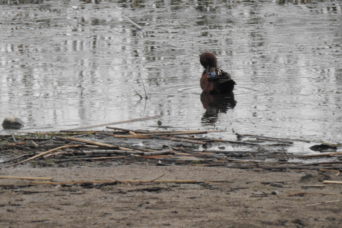 Cinnamon Teal - ML646218106