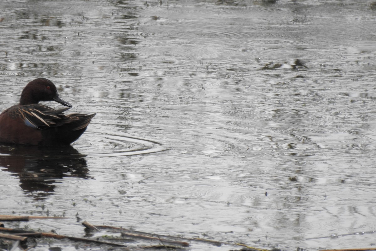 Cinnamon Teal - ML646218107