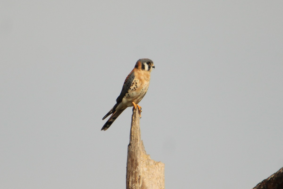American Kestrel - ML646218108
