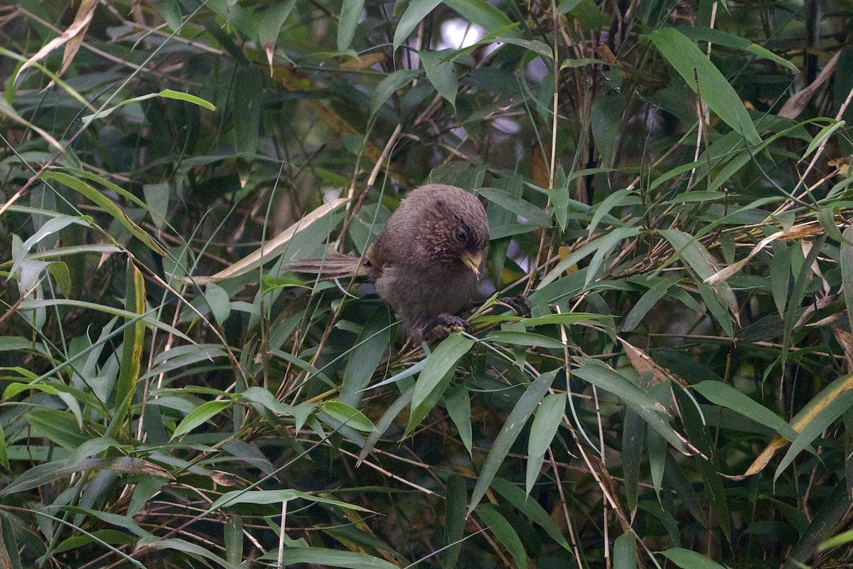 Brown Parrotbill - ML646218110