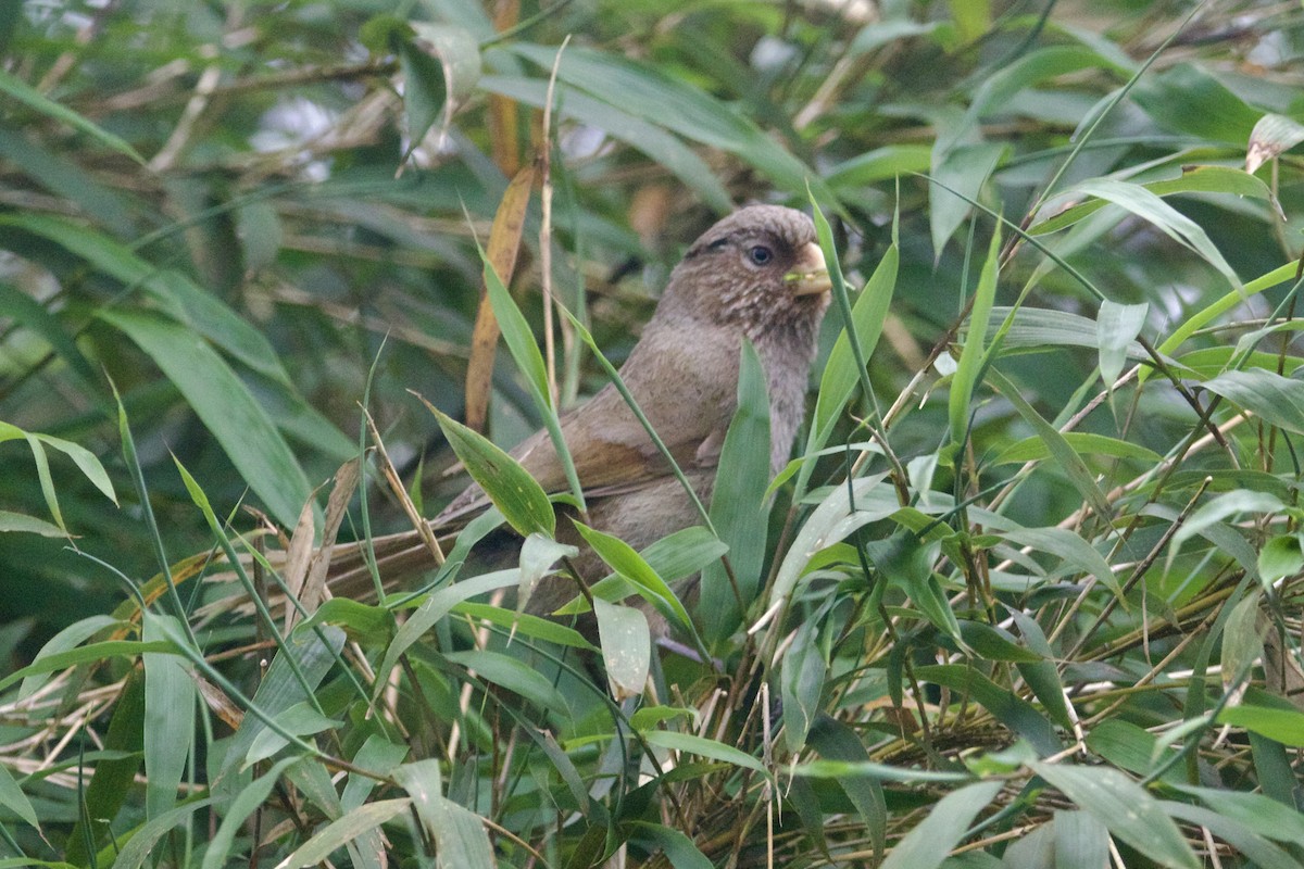 Brown Parrotbill - ML646218111