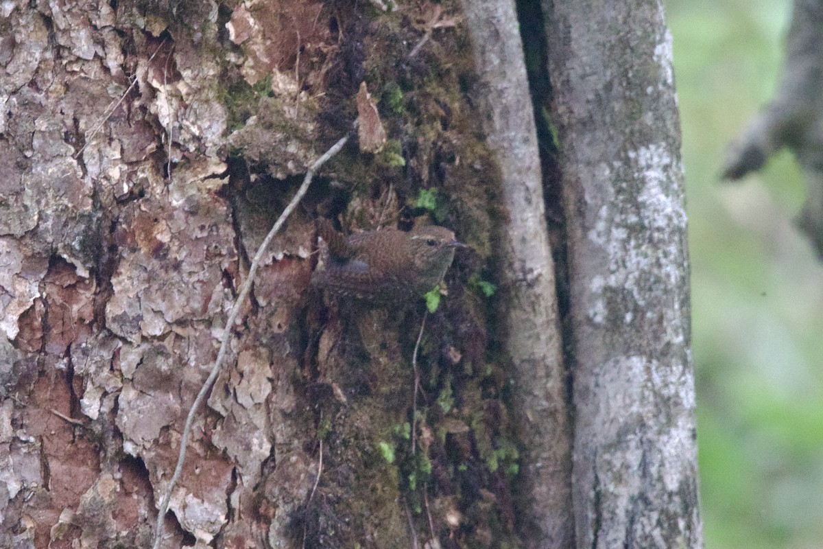 Eurasian Wren (Eurasian) - ML646218119