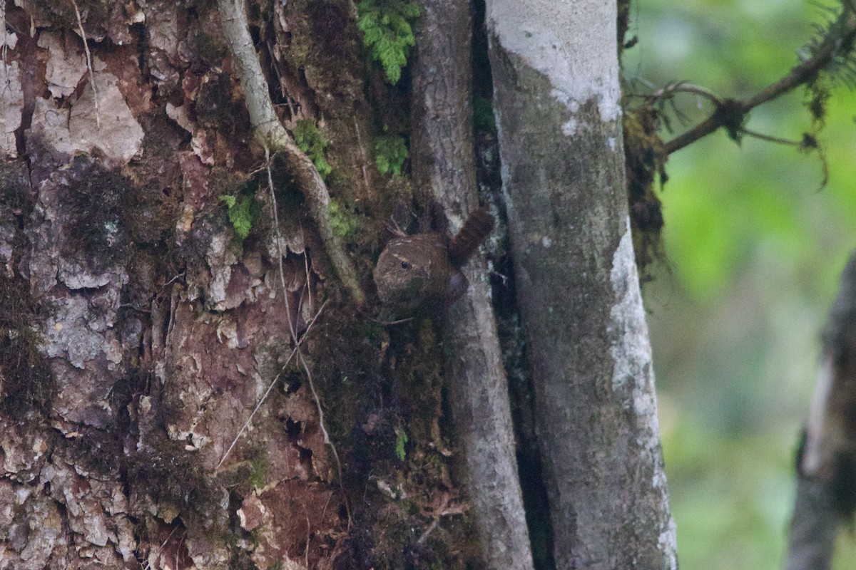 Eurasian Wren (Eurasian) - ML646218120
