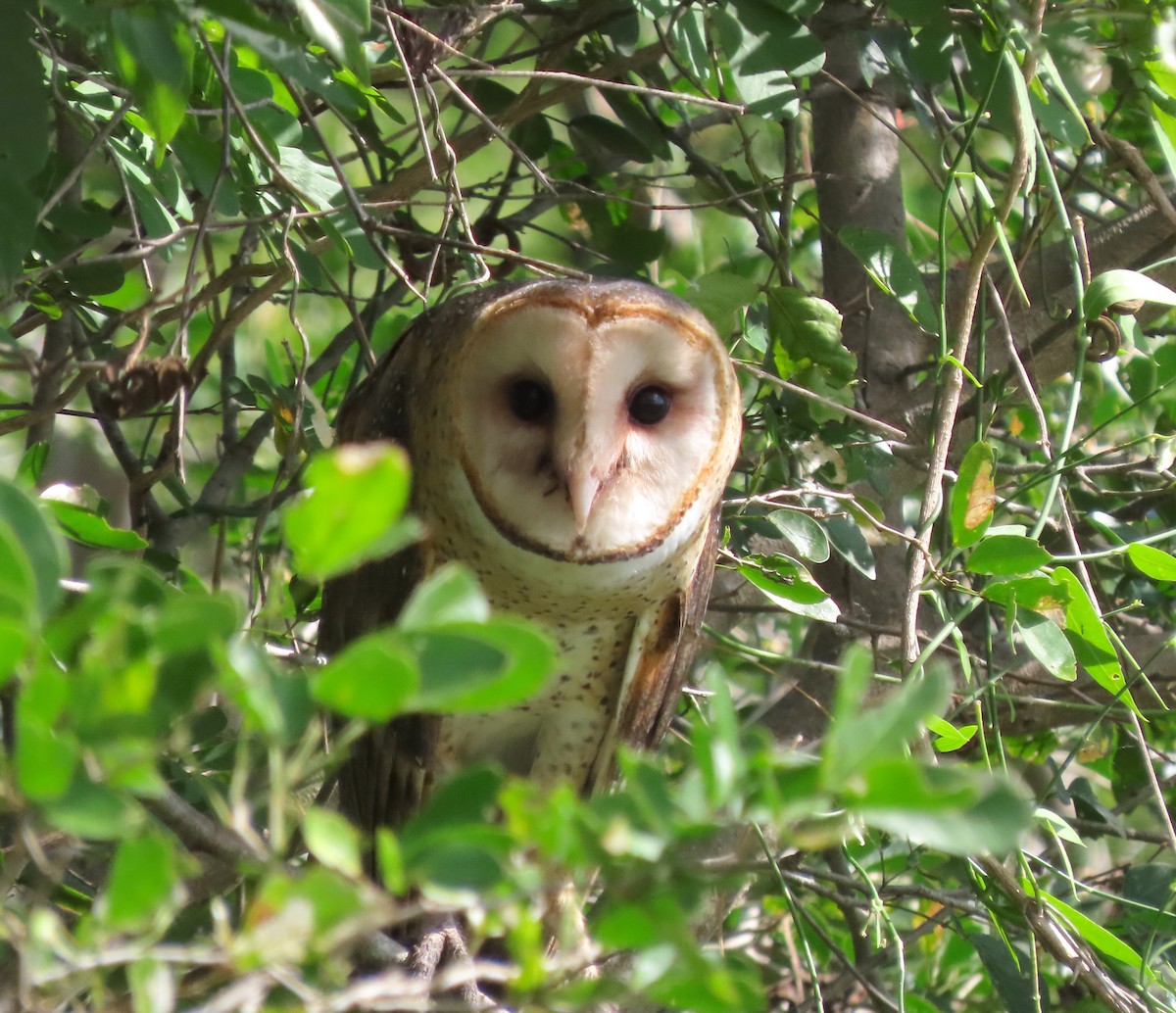 American Barn Owl - ML646218121