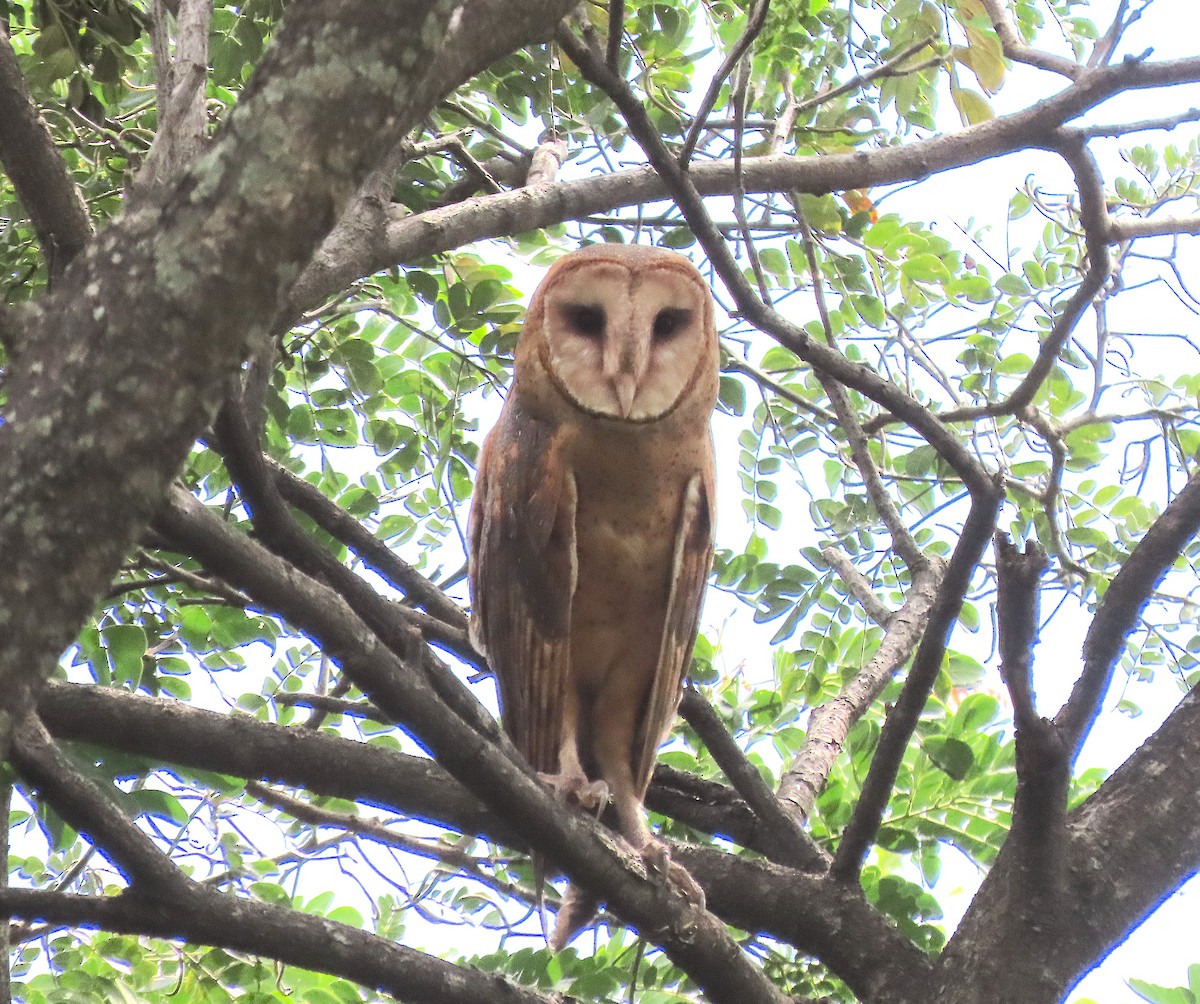 American Barn Owl - ML646218122
