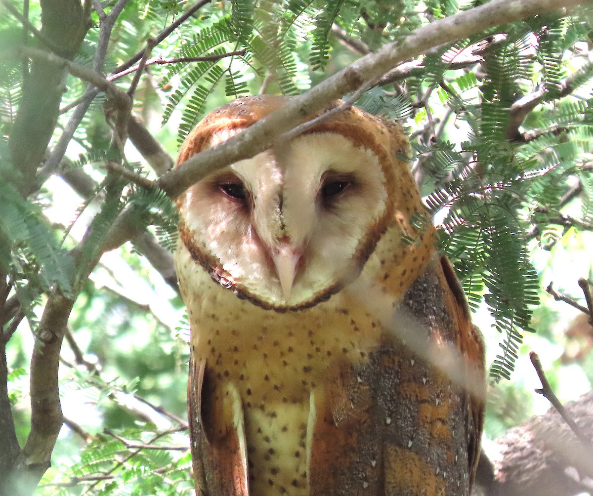American Barn Owl - ML646218123
