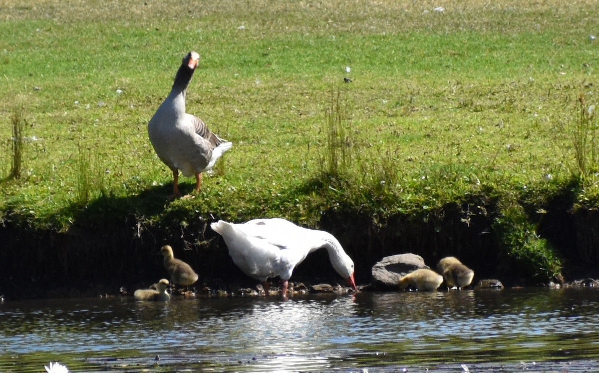 husa velká (domestikovaná) - ML646218124