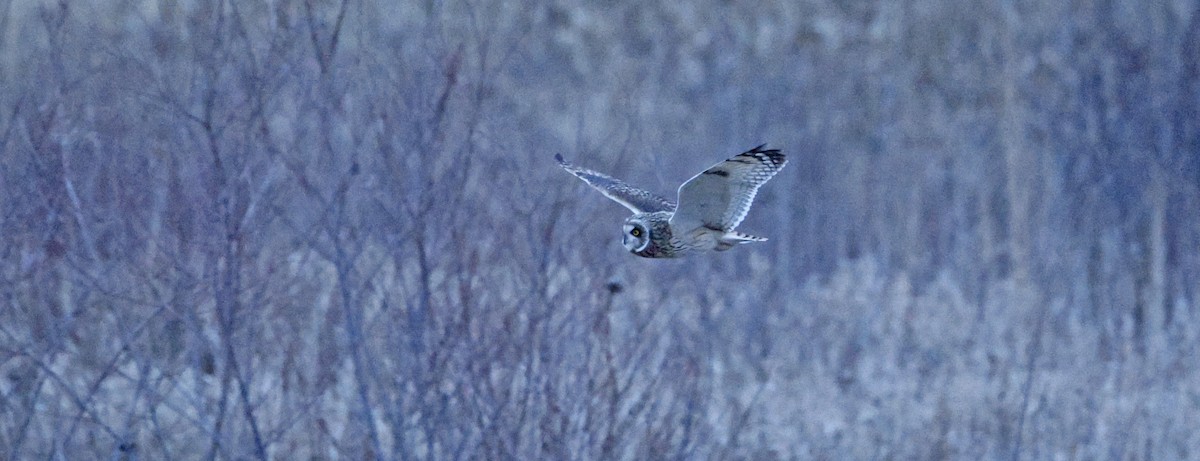 Short-eared Owl - ML646218125