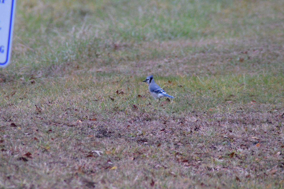 Blue Jay - ML646218126