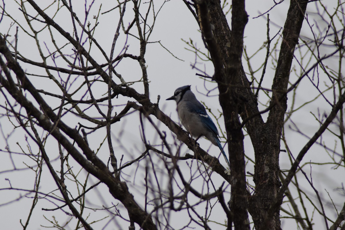 Blue Jay - ML646218127