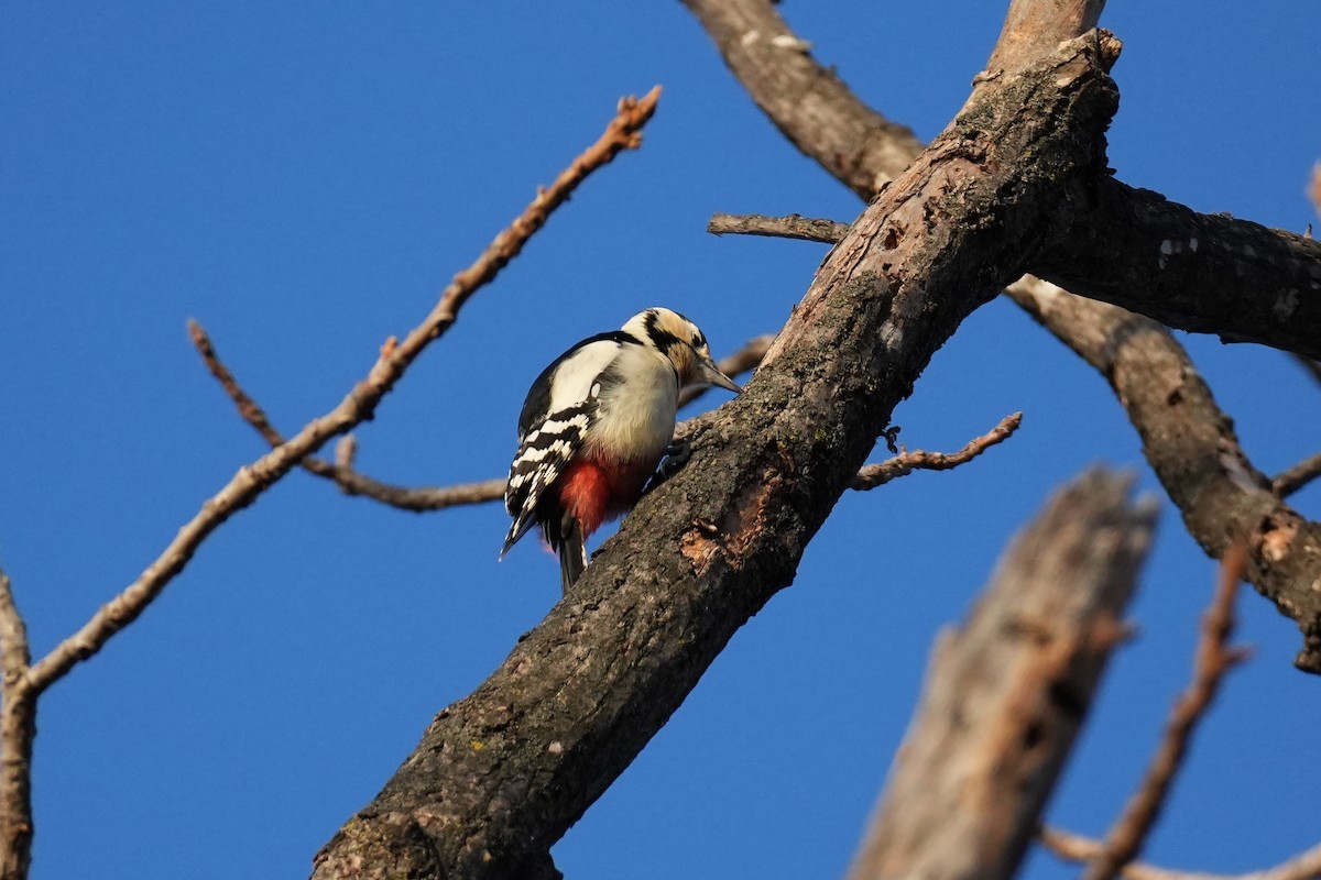Дятел звичайний (підвид japonicus) - ML646218128