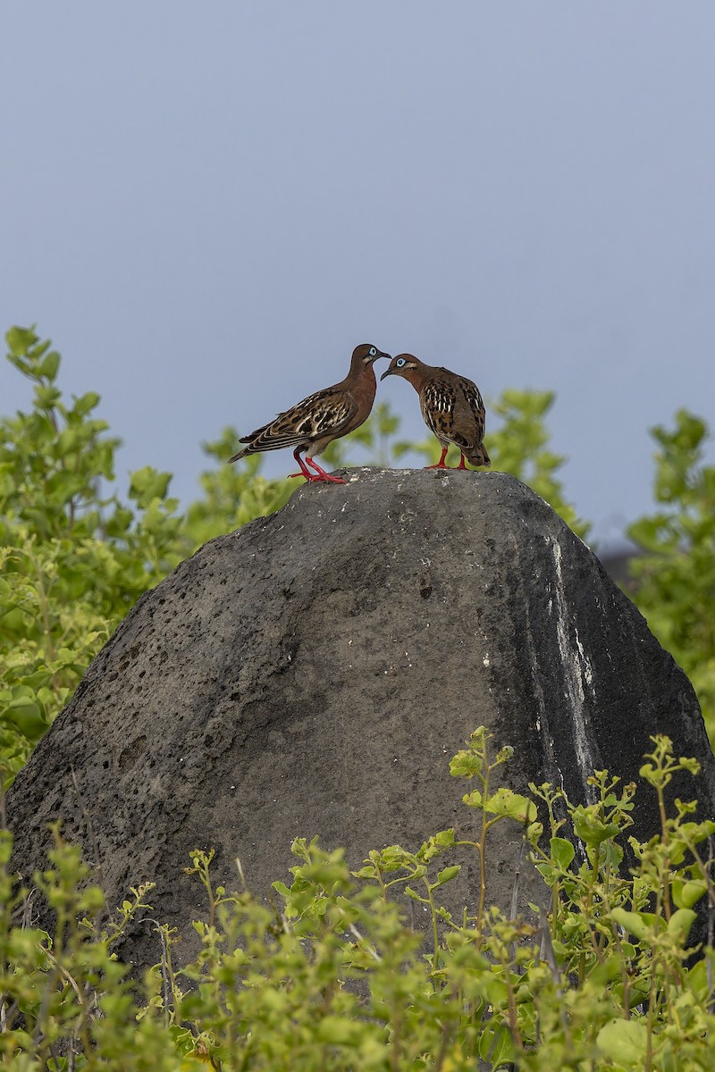 Galapagos Dove - ML646218129