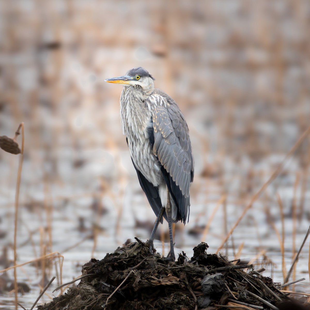 Great Blue Heron - ML646218130
