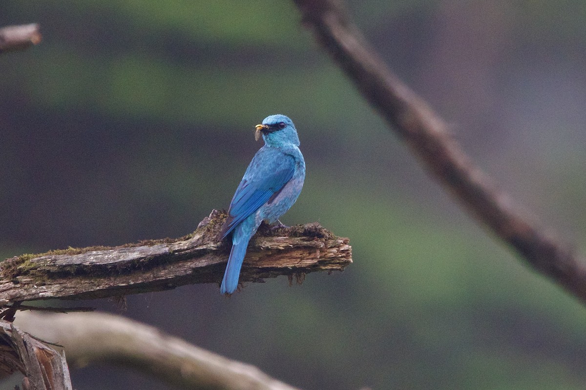 Verditer Flycatcher - ML646218131