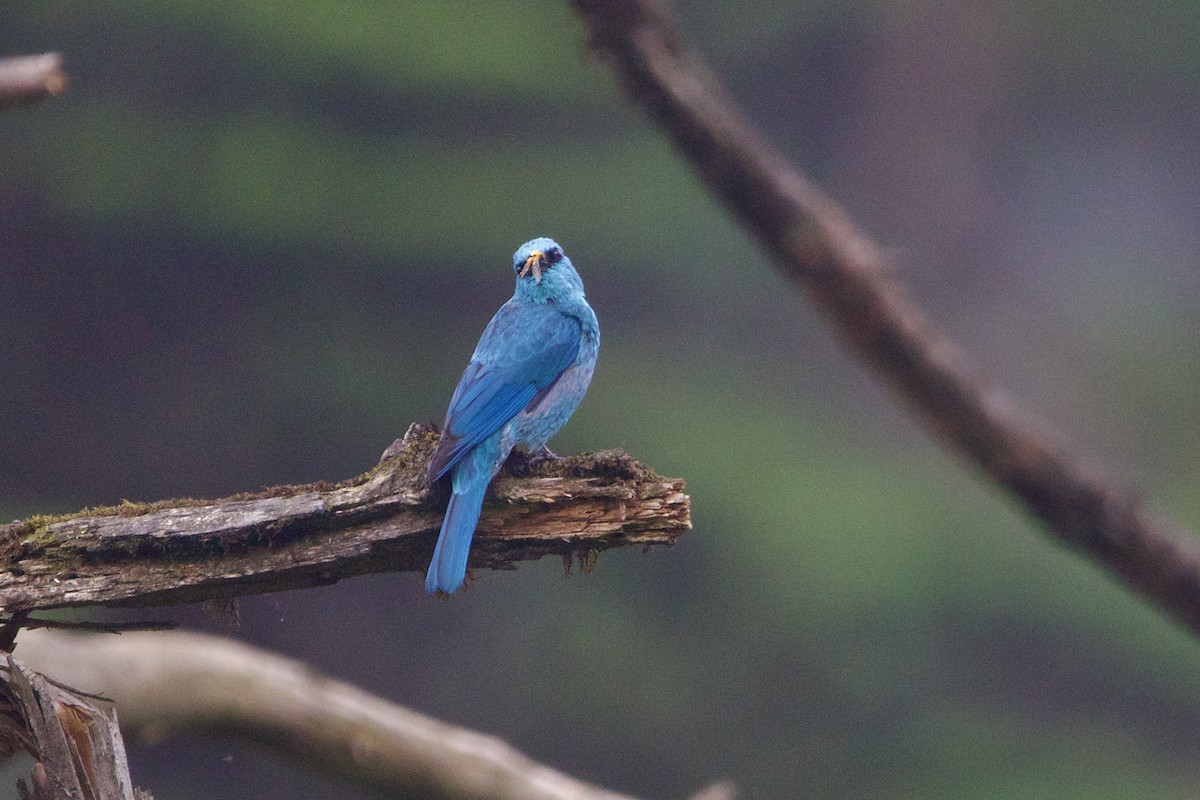 Verditer Flycatcher - ML646218132