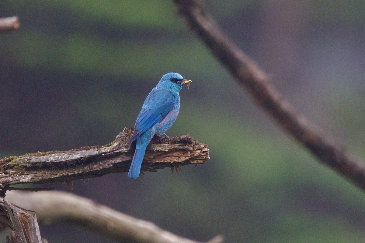 Verditer Flycatcher - ML646218133