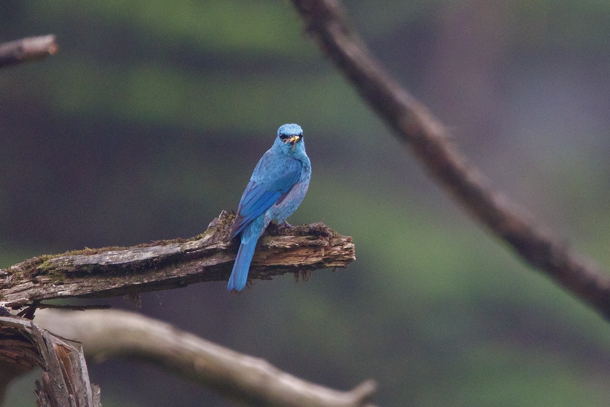 Verditer Flycatcher - ML646218134