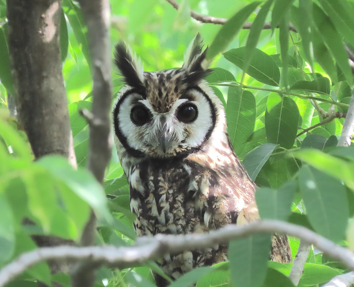 Striped Owl - ML646218135