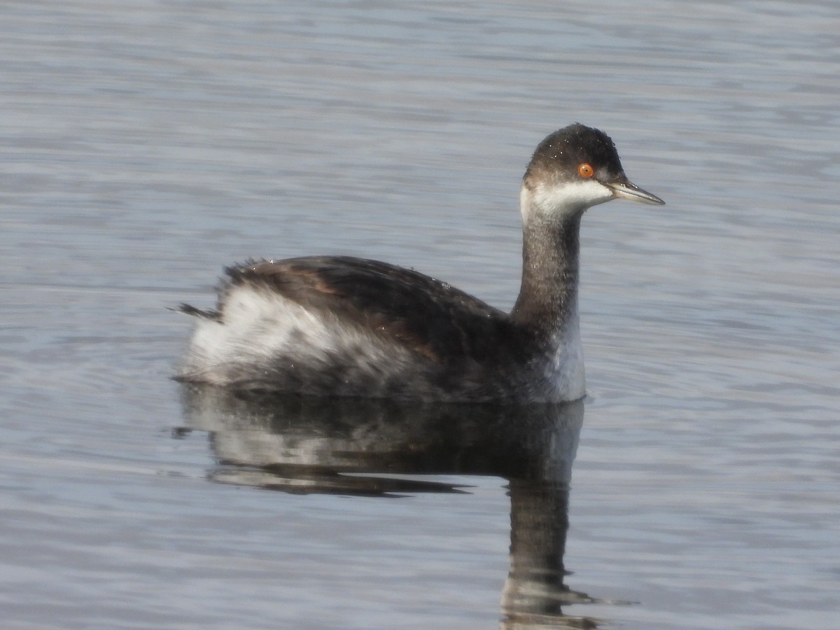 potápka černokrká - ML646218137