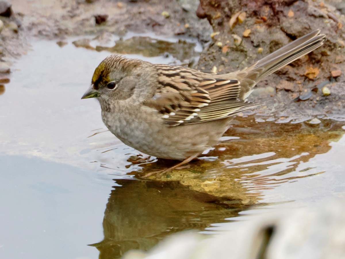 Golden-crowned Sparrow - ML646218138