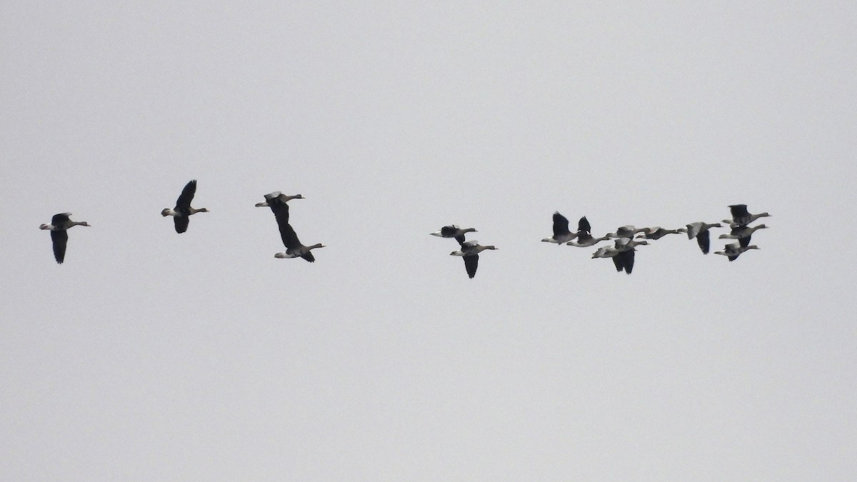 白額雁 - ML646218142