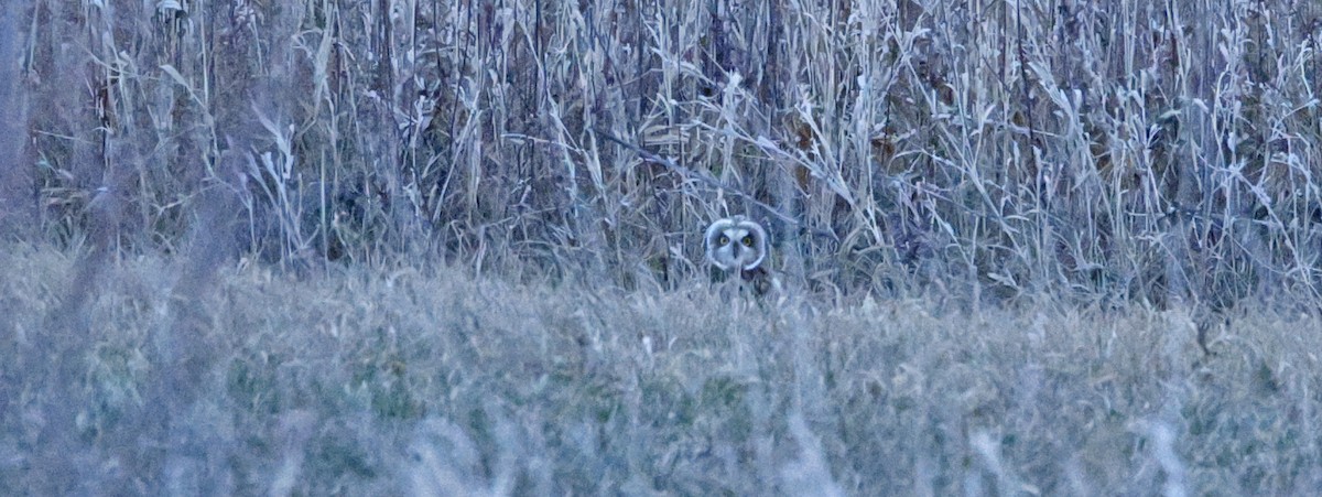 Short-eared Owl - ML646218143