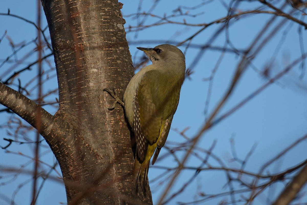 Жовна сива (підвид canus/jessoensis) - ML646218144