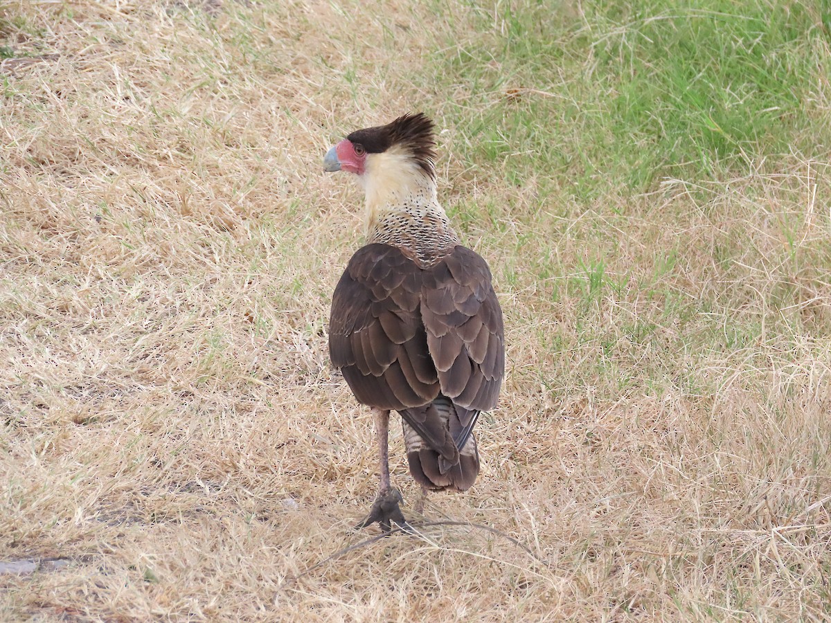 Crested Caracara - ML646218146