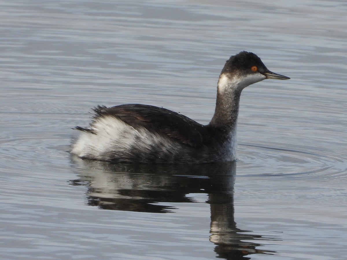 potápka černokrká - ML646218147