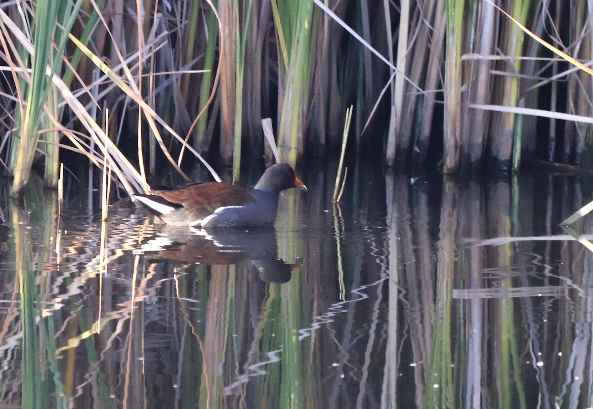 slípka americká - ML646218148