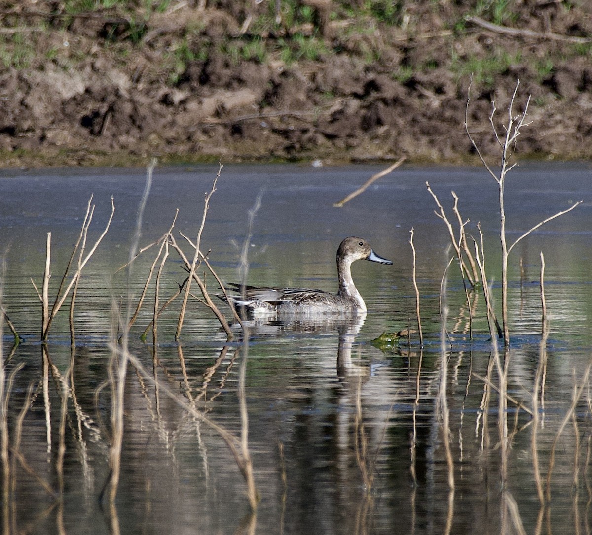 Northern Pintail - ML646218152