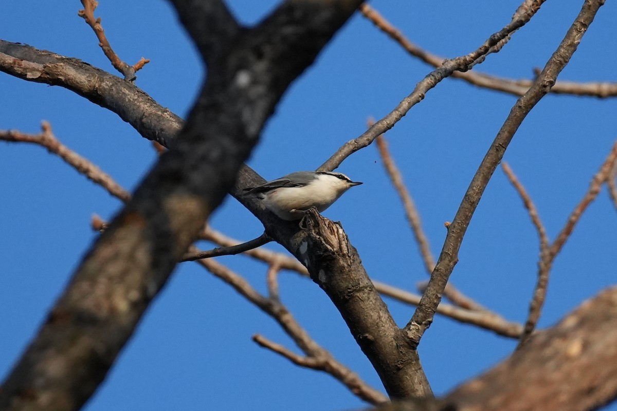 Повзик звичайний [група asiatica] - ML646218154