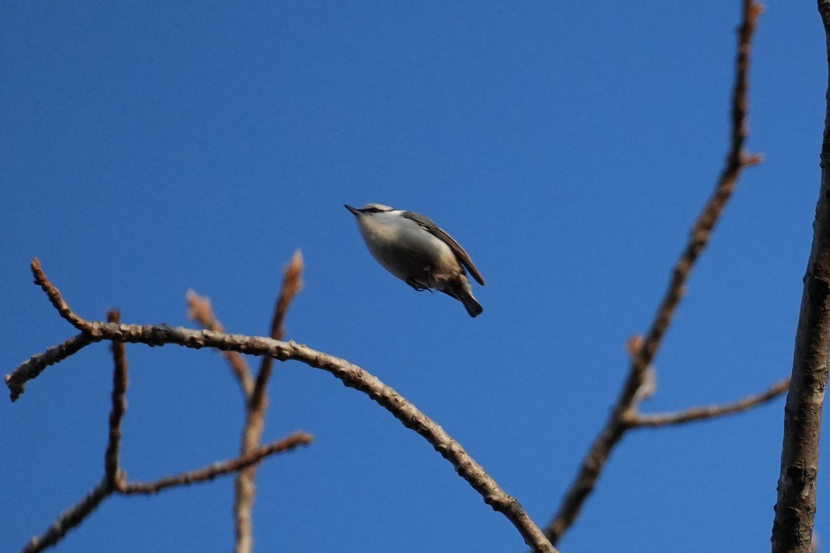 Повзик звичайний [група asiatica] - ML646218155