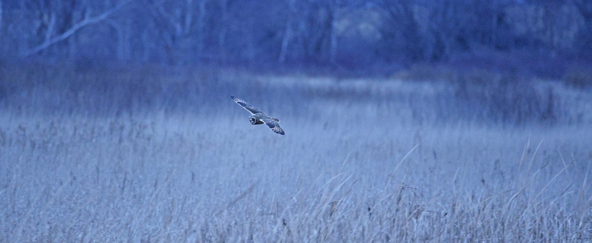 Short-eared Owl - ML646218158