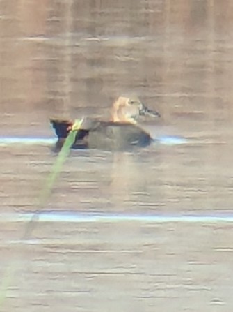 Нерозень - ML646218160