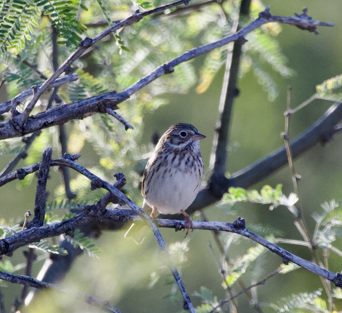 Chingolo Coliblanco - ML646218161