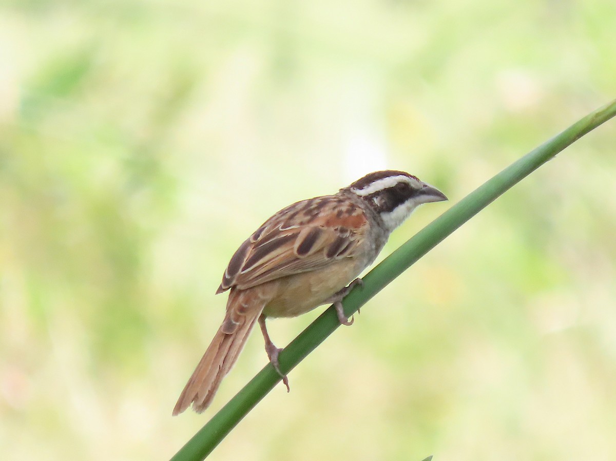 Stripe-headed Sparrow - ML646218163