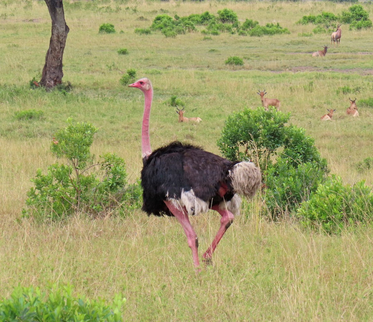 Common Ostrich - ML646218164