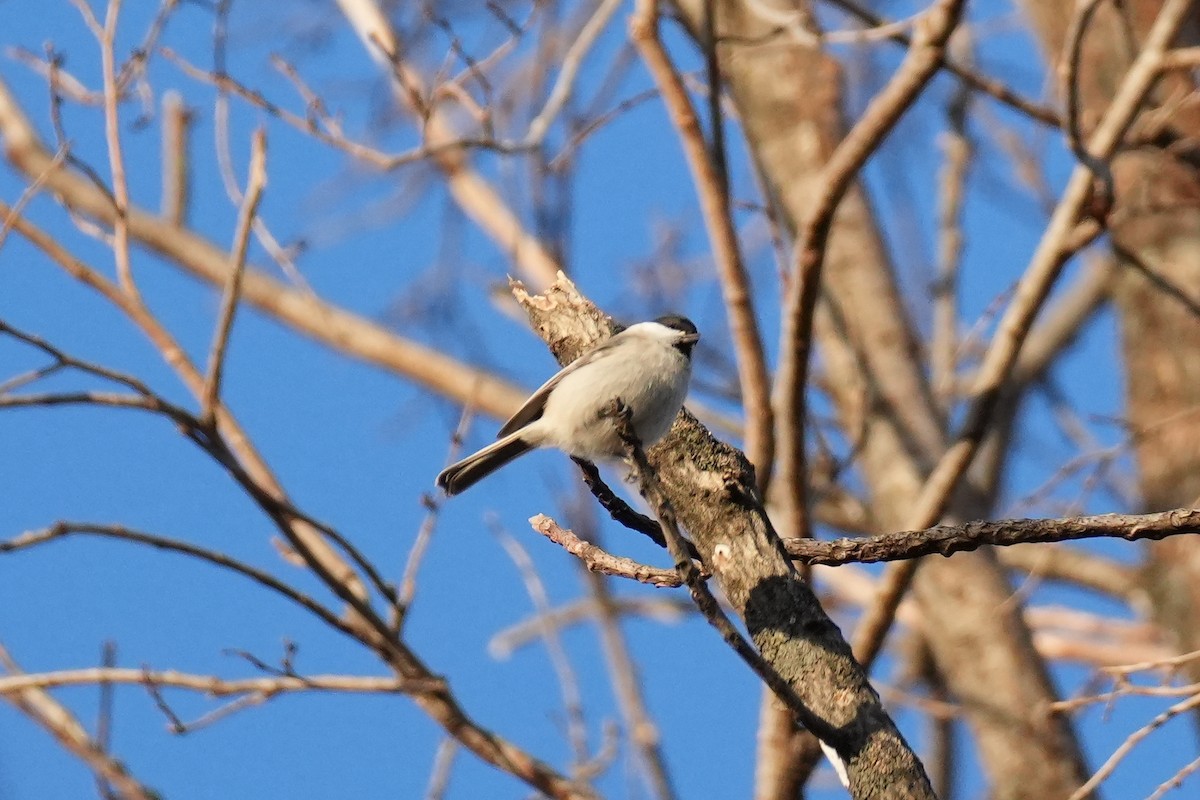 Гаїчка болотяна/гаїчка-пухляк - ML646218169