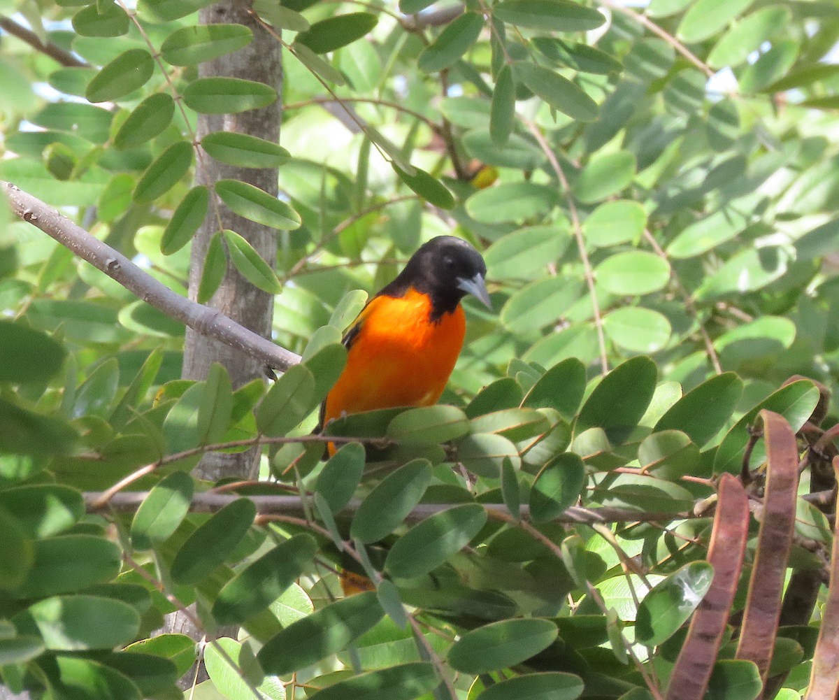 Балтиморский трупиал - ML646218172