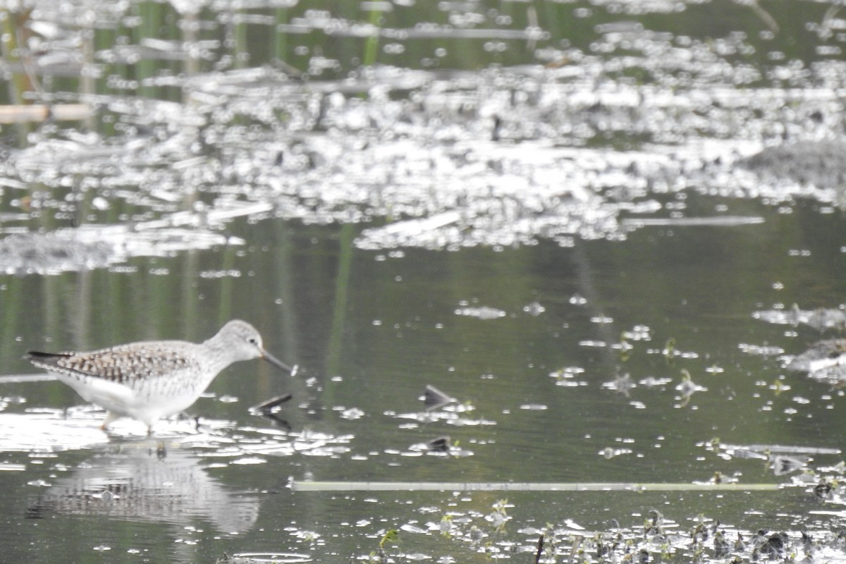 Lesser Yellowlegs - ML646218195