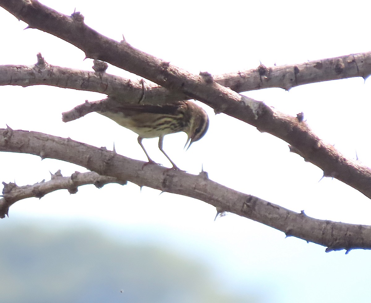 Louisiana Waterthrush - ML646218206